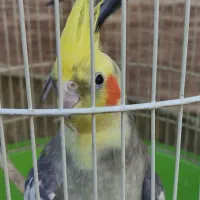 یک جفت عروس هلندی