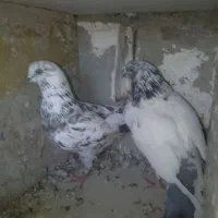کفتر|پرنده|ایرانشهر, |دیوار