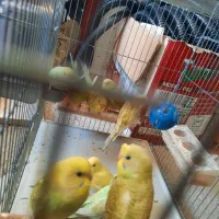 ۹ عدد مرغ عشق با قفس ۳۶۰۰