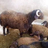 بره قوچ خوب وسرحال تقربیا 70 کیلو وزن