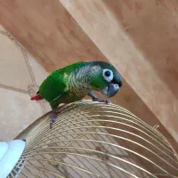 طوطی گرینچیک یلوساید فوق دستی سخنگو، کاسکو ملنگو|پرنده|اصفهان, خانه اصفهان|دیوار