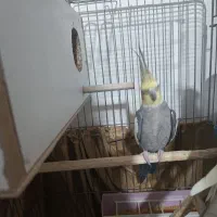 عروس هلندی نر