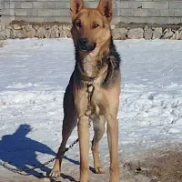 سگ نر|سگ|وردشت, |دیوار