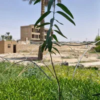 تولید تخصصی نهال اکالیپتوس و دیگر درختان جنگلی