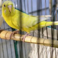 مرغ عشق ماده اماده