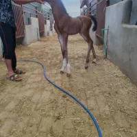 اسب دوسرچاپار اصیل شناسنامه دار|اسب و تجهیزات اسب‌سواری|شیراز, چنچنه|دیوار