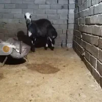 هرکول بره قوچ