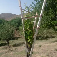 پیوند|خدمات باغبانی و درختکاری|همدان, |دیوار