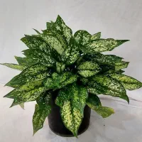 سینگنیوم یوکا