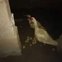 اردک اسرائیلی سفید اصیل