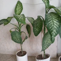 گل طبیعی|گل و گیاه طبیعی|دورود, |دیوار