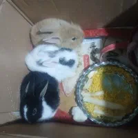 سه عدد خرگوش زرنگ وباهوش بفروش میرسد|موش و خرگوش|سرپل ذهاب, |دیوار