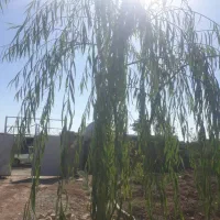 باغچه ۴۱۰ متری ضعفرانیه