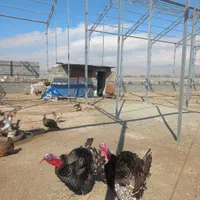 فروش ۸۵۰ متری سوله سندتک برگ|فروش دفتر صنعتی، کشاورزی، تجاری|باغستان, |دیوار