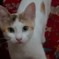 واگذاری رایگان