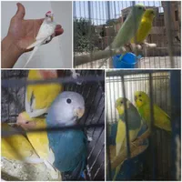 مرغ عشق و طوطی کوتوله و تخم کبوتر|پرنده|قم, دروازه کاشان|دیوار