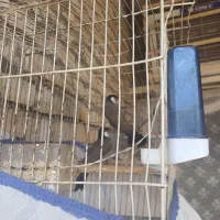 غناری|پرنده|کارون, |دیوار