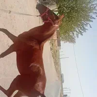 اسب کرد
