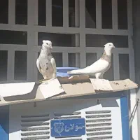 جفت اجری خال سرکه و الماسی