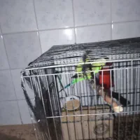 مرغ عشق سرو حال|پرنده|دهلران, |دیوار