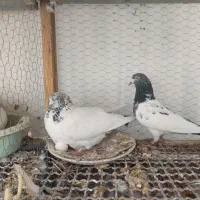 کله دم سبز کبوتر