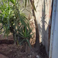 گل  یوکا|گل و گیاه طبیعی|رشت, دیانتی|دیوار