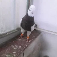 کبوتر|پرنده|شیراز, کوشک میدان|دیوار