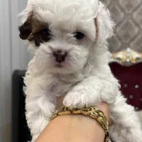 شیتزواصل صورت فلت نروماده|سگ|اردبیل, |دیوار