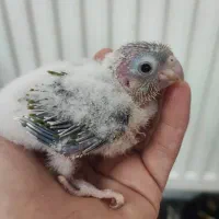 جوجه گرینچیک سرلاکی