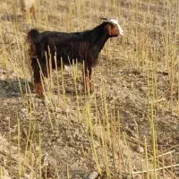 بیگ|حیوانات مزرعه|شوشتر, |دیوار