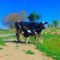 گو و گوساله نر