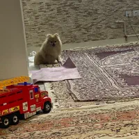 پامر خرسی|سگ|ری, سیزده آبان|دیوار