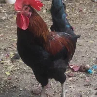 خروس و مرغ کرک