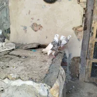 کبوتر طوقی|پرنده|هرسین, |دیوار