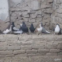 کبوتر رنگی دم سفید و خوش رنگ|پرنده|ابهر, |دیوار