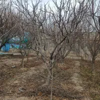 هرس درخت|خدمات باغبانی و درختکاری|چناران, |دیوار