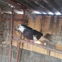 کفتر پرشی شازده وزرد وسوسگی درجه یک