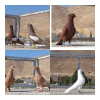 فروش سفید کاکلی|پرنده|شیراز, ارم|دیوار