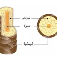 آموزش کراتین با متد جدید|خدمات آموزشی|گرمدره, |دیوار