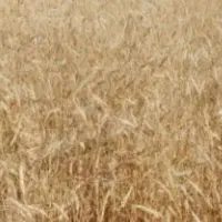 فروش زمین کشاورزی