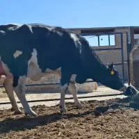 دوراس تلیسه هلشتاین گاو به همراه گوساله