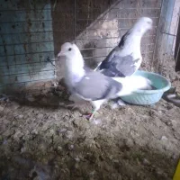 حیوانات پرنده|پرنده|قشم, |دیوار