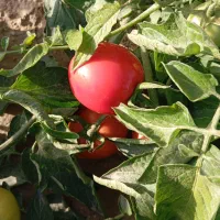 فروش گوجه نوبر برنتا