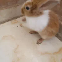 خرگوش بازیگوش خانگی|موش و خرگوش|پرند, فاز ۶|دیوار