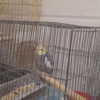 عروس هلندی