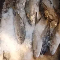 ماهی تازه هندیجان|ماهی|امیدیه, |دیوار