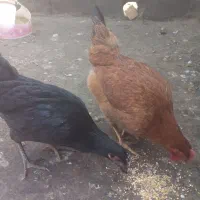 جوجه مرغ