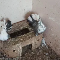 کبوتر دم چتری|پرنده|مشگین شهر, |دیوار