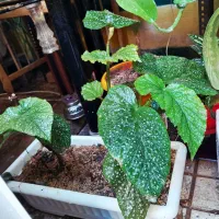 گلهای آپارتمانی|گل و گیاه طبیعی|کرمانشاه, |دیوار