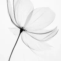 دعوت به همکاری (تایپیست)